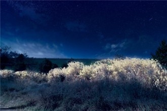 ススキのライトアップ（イメージ）