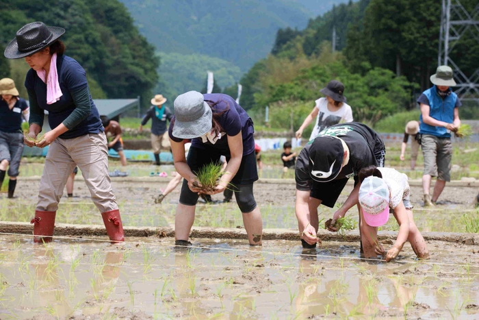 田んぼでの田植えの様子