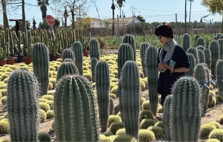 空間デザインに使用する植栽を現地で自ら選定(スペイン・アンダルシア地方)