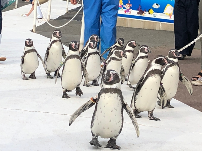 『ペンギンのお散歩』