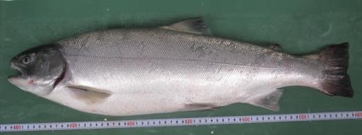 サクラマス親魚（雌）