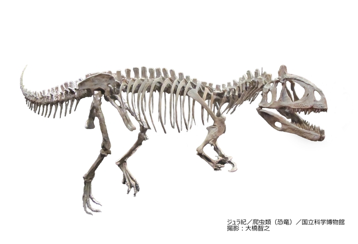 クリオロフォサウルス（レプリカ）