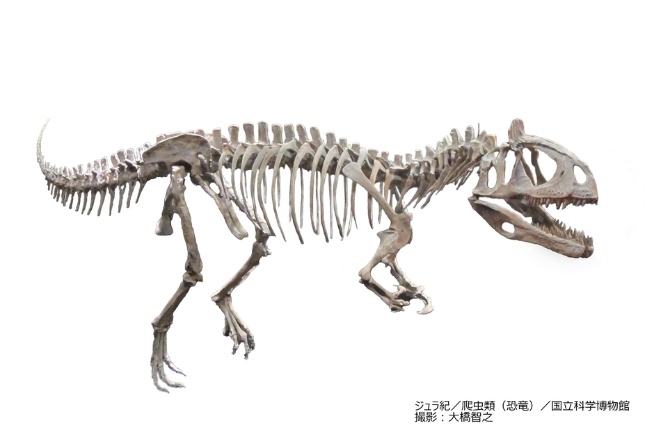 クリオロフォサウルス（レプリカ）