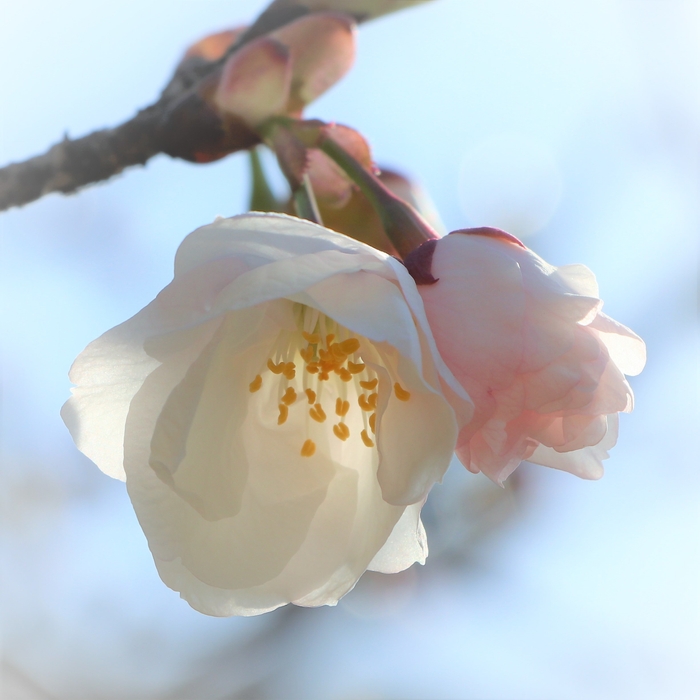 御室仁和寺駅の御室桜（2022年4月6日（水） 午前9時頃撮影）