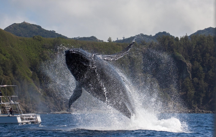 ザトウクジラのブリーチング