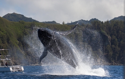 ザトウクジラのブリーチング