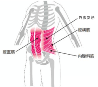 ウエスト周りを縦横に走る腹筋をすべて鍛えることで初めて腹筋ができる