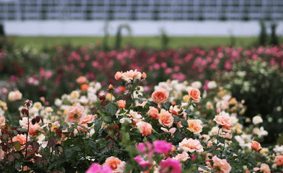 秋のばら園（令和７年撮影）