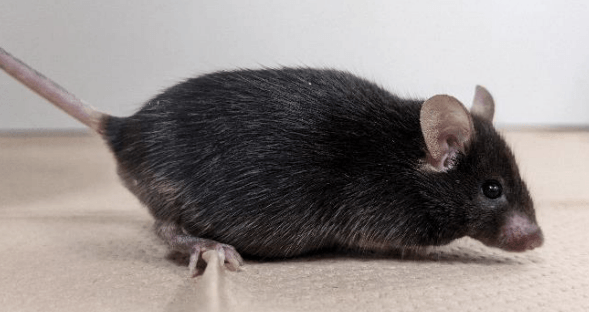 高脂肪食により肥満になったマウス