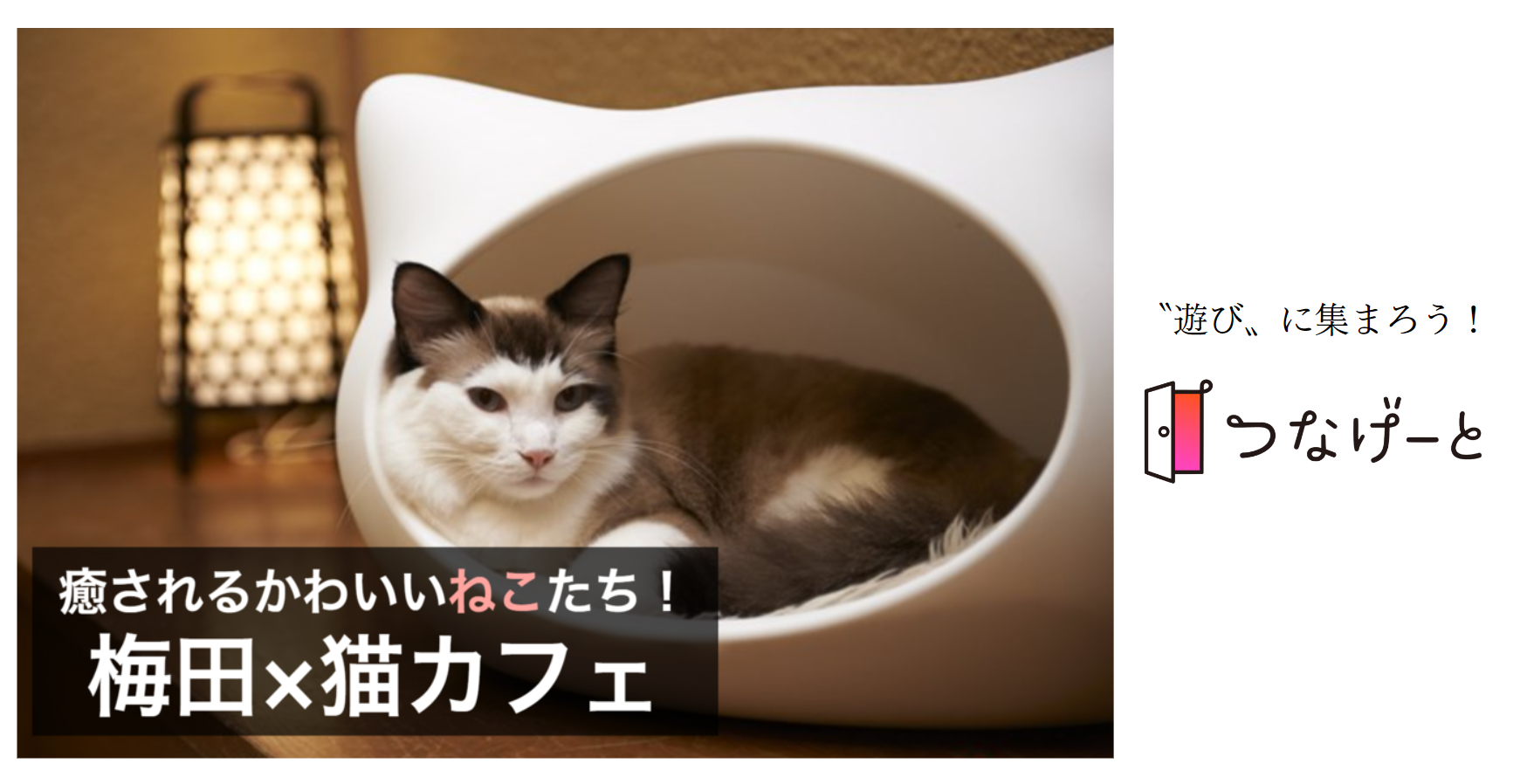 つなげーと 梅田 猫カフェ 猫好き必見 かわいい猫に会いに梅田へ行こう 21 11 28 日 13 00 Newscast つなげーと 梅田 猫カフェ 猫好き必見 かわいい猫に会いに梅田へ行こう 21 11 28 日 13 00 Newscast