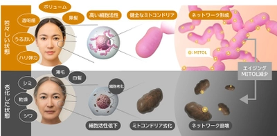 いつまでも若々しくいたい気持ちに応える、MITOL(マイトル)研究の挑戦