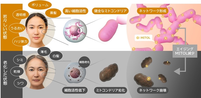 図.MITOL量の減少に伴う老化メカニズムイメージ