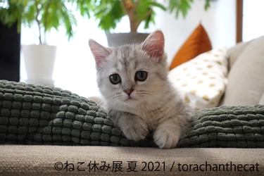 累計動員数100万人超！「ねこ休み展 夏 2021」8/20～東京開催 　過去最大規模“癒しの猫の祭典”は新作多数＆限定イベントも実施