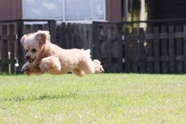 【犬種別！】トイ・プードルの起こしやすいトラブル！その対策法は？