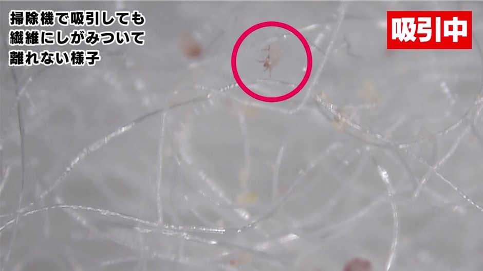 【ダニ掃除機吸引編】吸引中