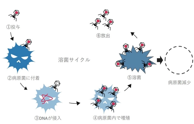 犬猫の感染症へ、新しい感染症治療法である ファージセラピーを実用化するための研究の費用を集める クラウドファンディングを4月25日より開始