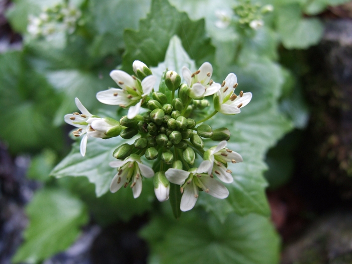 ワサビの来た道 葉緑体ゲノム解読でわかった進化の道筋(岐阜大学・明治大学)002