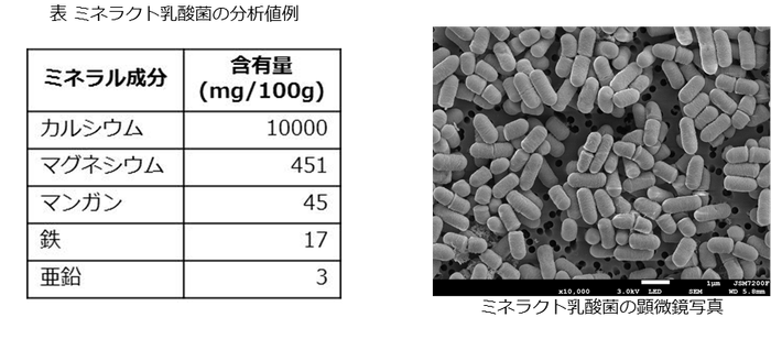 ミネラクト乳酸菌