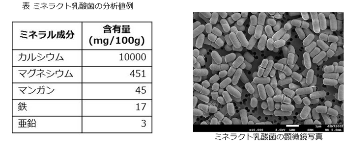 ミネラクト乳酸菌