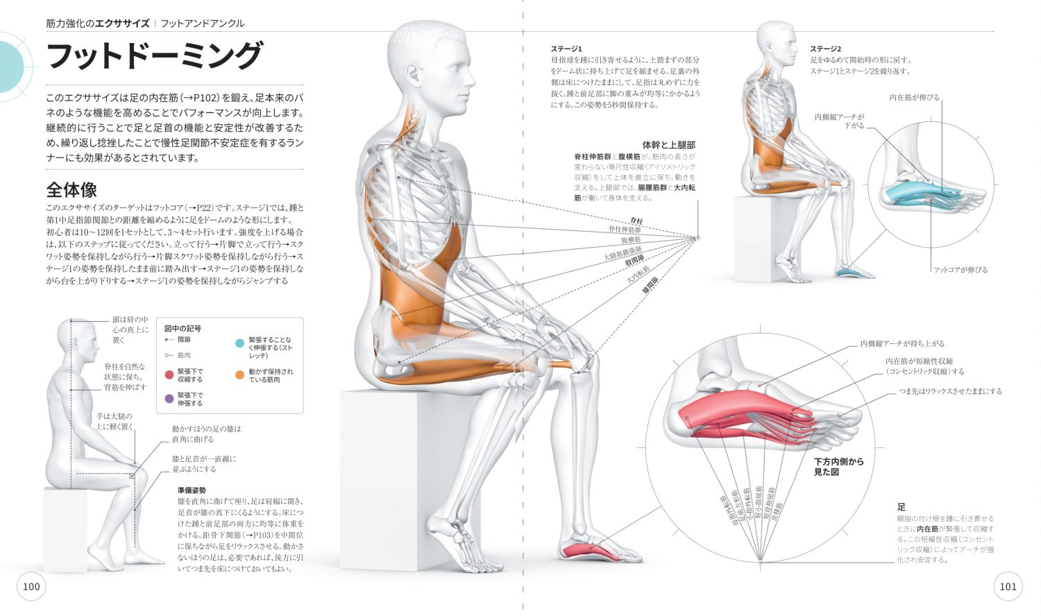 筋力強化のエクササイズ フットドーミング