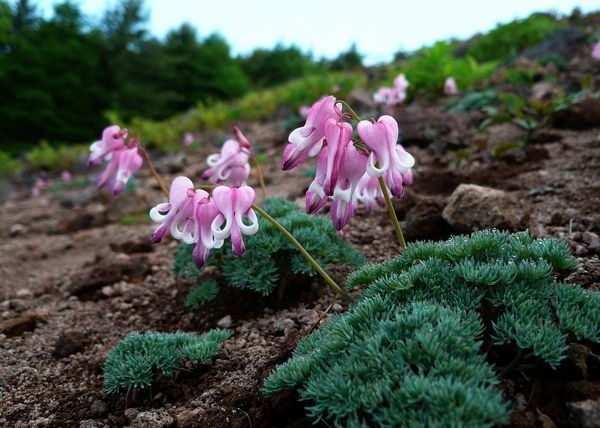 7月 可憐なコマクサが咲く池の平湿原
