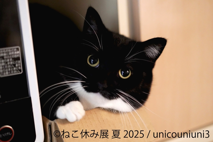 ねこ休み展 展示作品：unicouniuni3