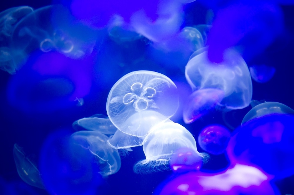 ミズクラゲ ※画像はイメージです