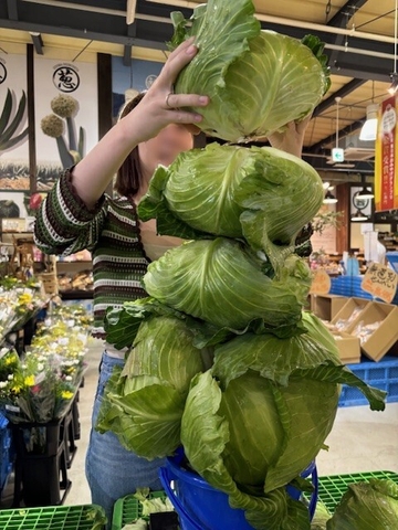 「嬬恋キャベツ419」バケツに積み放題