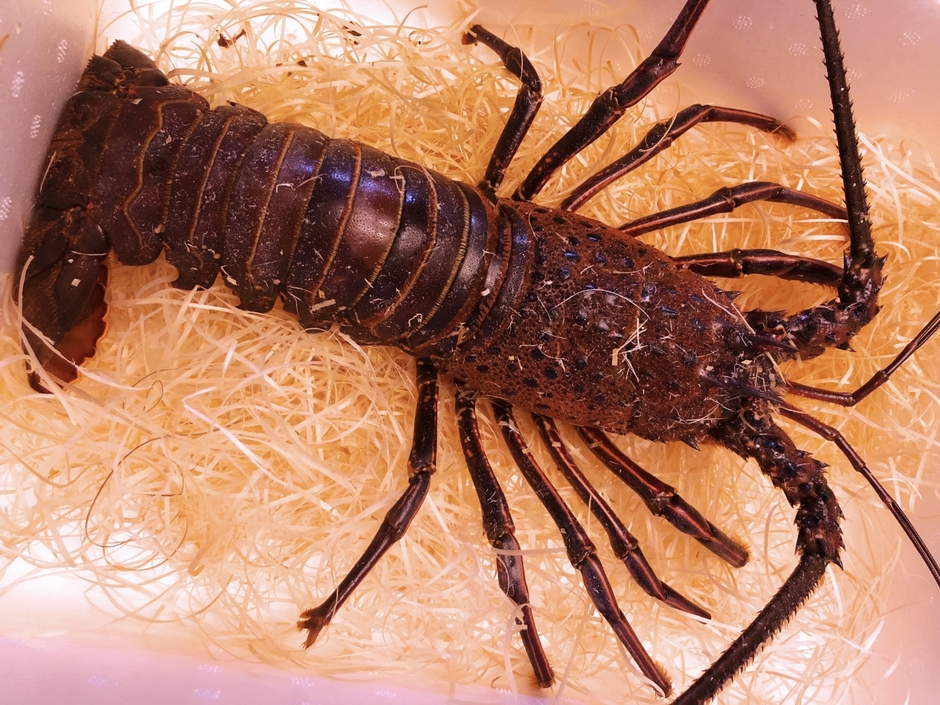 河津町で水揚げされた伊勢海老