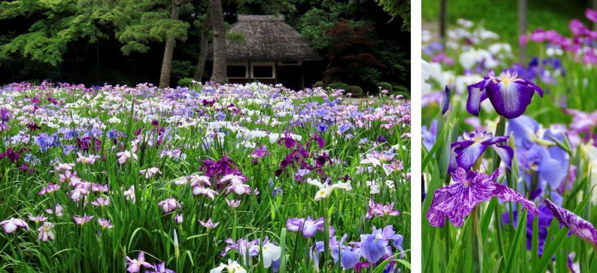 ハナショウブの見ごろに合わせて小石川後楽園で「花菖蒲を楽しむ」～初夏の大名庭園を彩る優雅な紫～を開催（5/23~6/14）