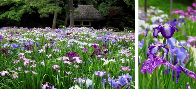 ハナショウブの見ごろに合わせて小石川後楽園で「花菖蒲を楽しむ」～初夏の大名庭園を彩る優雅な紫～を開催（5/23~6/14）