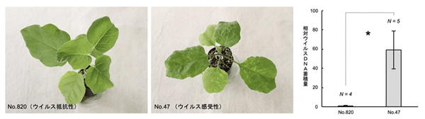ウイルス抵抗性遺伝子をもつナス（左）、ウイルス感受性ナス（中央）、ウイルスDNA蓄積量の比較（右）