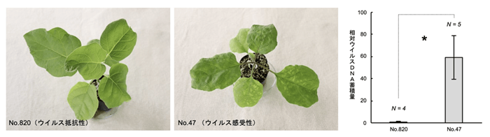 ウイルス抵抗性遺伝子をもつナス（左）、ウイルス感受性ナス（中央）、ウイルスDNA蓄積量の比較（右）