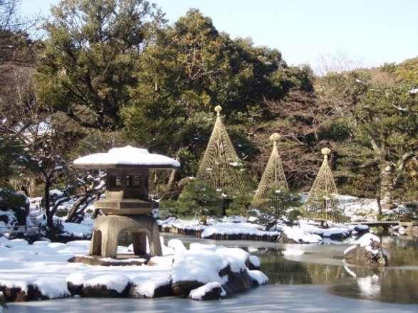 日本庭園の冬の風物詩・雪吊りの様子