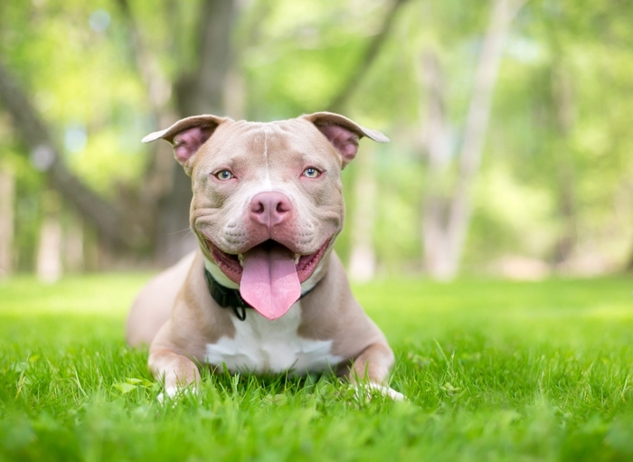 犬には、その犬種特有の性格と言うものがあるのですが、沢山いる犬種の中でも、凶暴な性格を持っているという犬種は