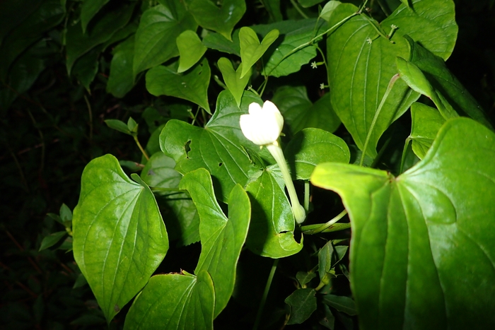 夜に開花するカラスウリのつぼみ