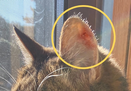 猫の耳部（イメージ）