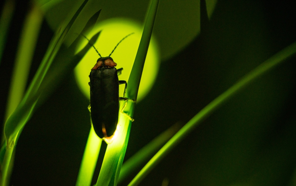 試薬等に用いられるホタルルシフェリンの画期的な合成方法を開発 今後より安価で迅速な製造工程の確立に期待