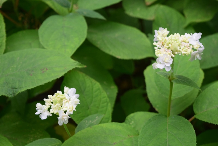 開花したタマアジサイ