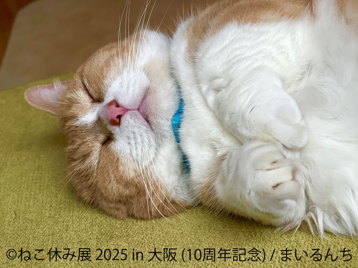 ねこ休み展 展示作品:まいるんち