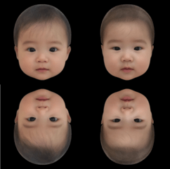 赤ちゃんの「かわいさ」は逆さになっても分かる 学術誌「Perception 確認用、赤ちゃんの顔