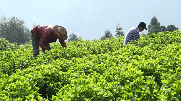 無農薬・標高350~400mにて栽培