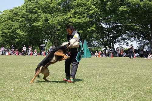 警察犬訓練ショー