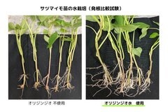 根の比較