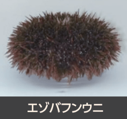 有効成分の由来となった海洋生物(天然物) エゾバフンウニ
