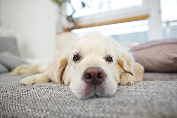 愛犬が飽きてしまうオモチャには共通した特徴があるんです。