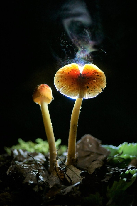 第一回新俳句フォト賞 清水 やす子 さん受賞作品