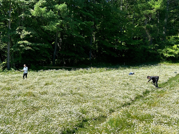 カモミール(2)