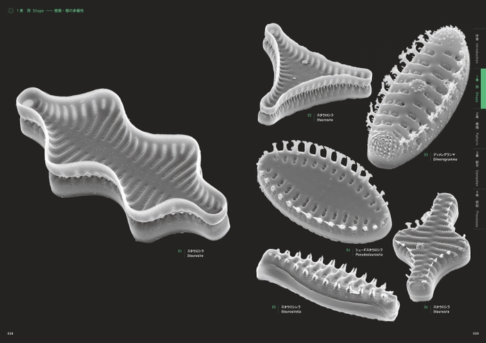 『驚異の珪藻世界』ページ見本2