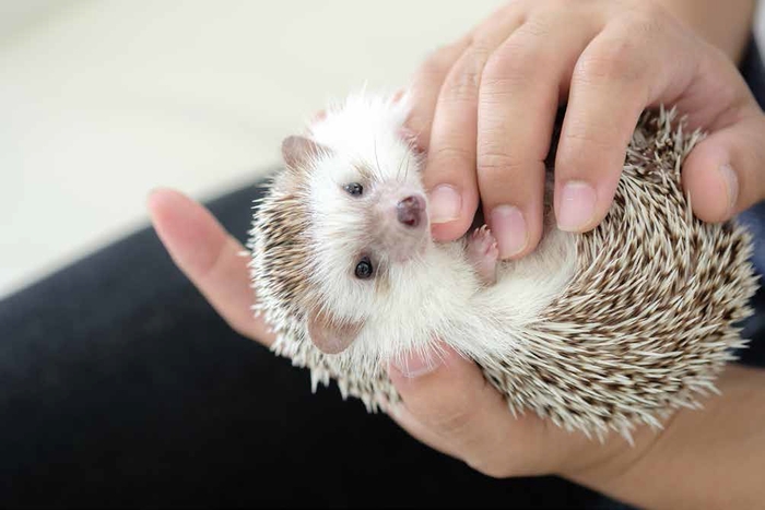 「ボクの針は痛くない」画像8